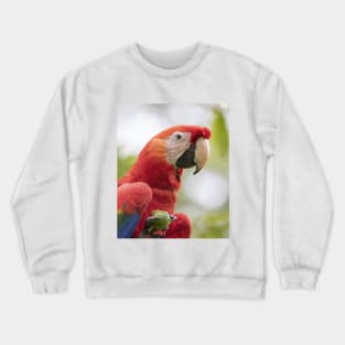 Scarlet Macaw Crewneck Sweatshirt